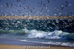 A little bit of wildlife on the Skeleton Coast. by Chris Wildblood 